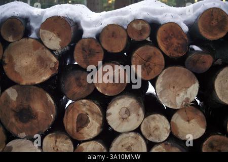Bois abattu ou souche d'arbre sous la neige, couper le bois naturel Banque D'Images