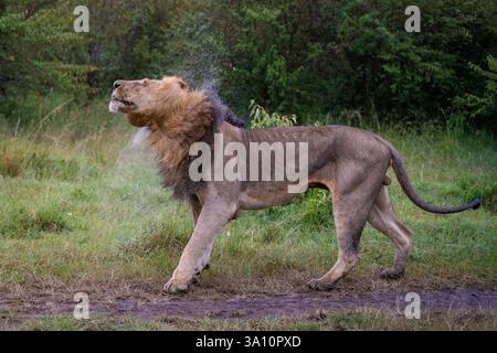 Lion (Panthera leo), mâle secouant l'eau de pluie de sa crinière. Lion (Panthera leo). Panthera leo Linnaeus, 1758 photo : Magnus Martinsson / TT / 2734 Banque D'Images
