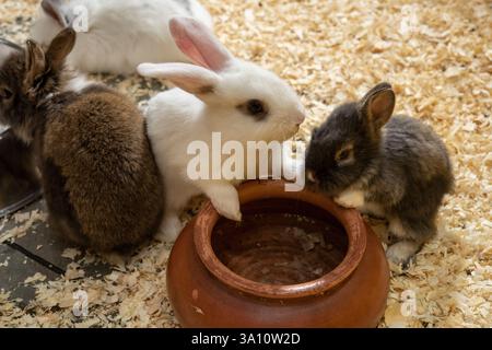 Le lapin européen est de plus en plus populaire comme animal de compagnie exotique. Banque D'Images