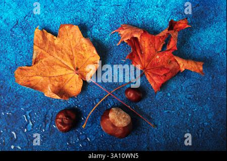 Deux feuilles d'érable de couleur vive et trois châtaignes dans un arrangement plat sur une surface bleue humide. Banque D'Images