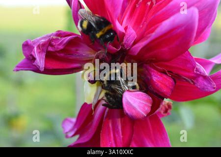 Deux bourdons collectent activement le nectar des pétales roses vibrants d'une belle fleur de dahlia. Banque D'Images