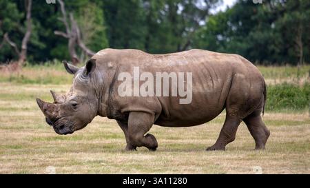 Rhinocéros blanc du sud, Ceratotherium simum simum, marche Banque D'Images