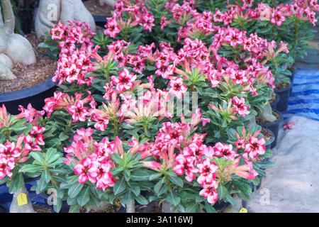 Gros plan de plusieurs plantes en pot Desert Rose (Adenium obesum) éclatant de fleurs rouges et roses en forme de trompette. Banque D'Images