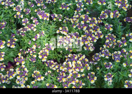 Un gros plan de fleurs Némésia vibrantes avec des pétales violets et jaunes, créant une masse joyeuse de couleurs. Banque D'Images