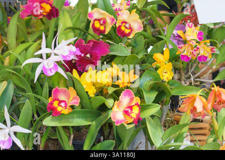 Un gros plan de diverses orchidées Cattleya présentant des fleurs roses, rouges, oranges et jaunes vibrantes parmi des feuilles vertes luxuriantes. Banque D'Images