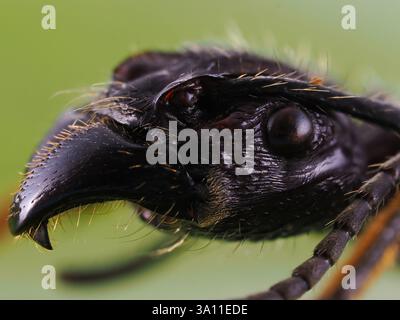 Fourmi de balle (Paraponera clavata) gros plan du visage, Pérou, image de foyer empilé, spécimen fixé Banque D'Images