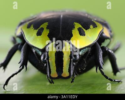 Coléoptère (Euchroea coelestis) gros plan du visage, Madagascar, image de foyer empilé, spécimen fixé Banque D'Images