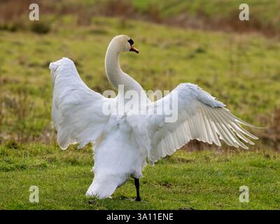 Cygne muet (Cygnus olor) battant ailes, mâle, réserve naturelle d'Elmley, Kent Royaume-Uni Banque D'Images