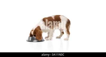 Adorable Cavalier King Charles Spaniel eau potable après le temps de jeu sur fond blanc. Banque D'Images