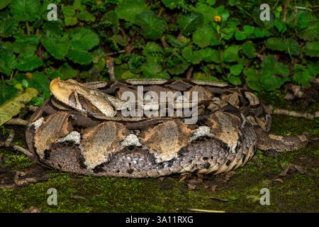 Gros plan d'un magnifique Gaboon Adder (Bitis gabonica), également appelé la vipère Gaboon, dans son habitat naturel Banque D'Images