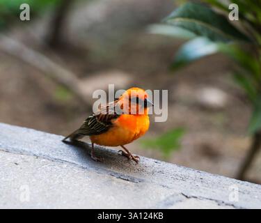 Oiseaux et faune sauvage à Maurice – Une riche diversité d’espèces insulaires Banque D'Images