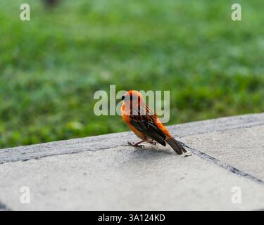 Oiseaux et faune sauvage à Maurice – Une riche diversité d’espèces insulaires Banque D'Images