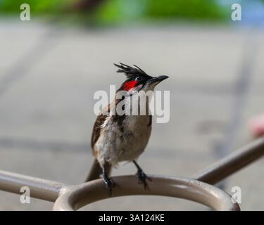 Oiseaux et faune sauvage à Maurice – Une riche diversité d’espèces insulaires Banque D'Images
