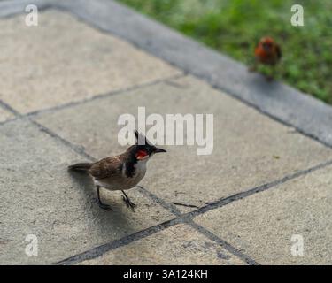 Oiseaux et faune sauvage à Maurice – Une riche diversité d’espèces insulaires Banque D'Images