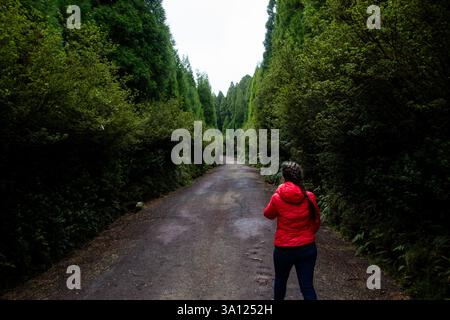 Une personne portant une veste rouge marche le long d'un sentier de forêt brumeuse, entouré d'une végétation luxuriante aux Açores, au Portugal. Un moment paisible et aventureux Banque D'Images