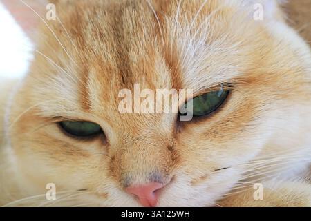 Gros plan d'un adorable Sleepy Golden Shaded British Shorthair Cat Banque D'Images