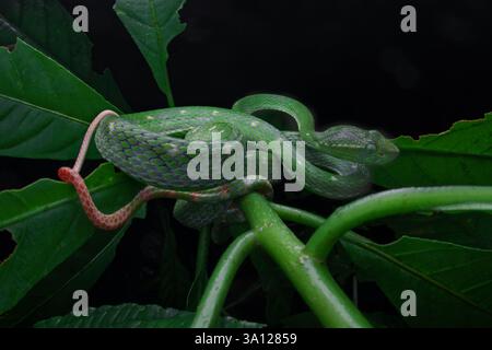Vipère de Pit de Hagen (Trimeresurus hageni) sur branche verte Banque D'Images