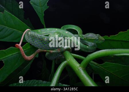 Vipère de Pit de Hagen (Trimeresurus hageni) sur branche verte Banque D'Images