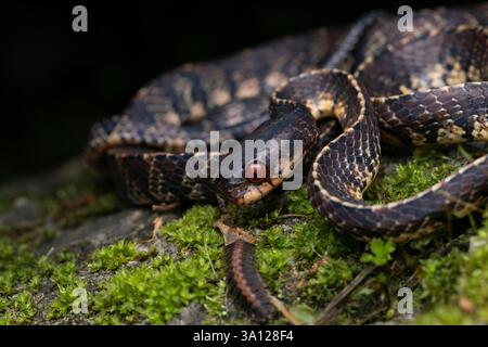 Serpent limace des montagnes (Asthenodipsas vertebralis) ou serpent limace vertébrale Banque D'Images
