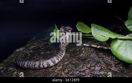 Un serpent limace vertébral au repos ou un serpent limace des montagnes (Asthenodipsas vertebralis) Banque D'Images