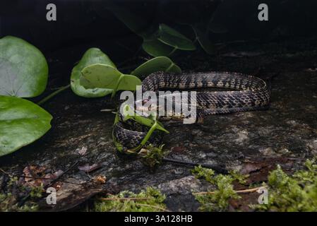 Serpent limace des montagnes (Asthenodipsas vertebralis) ou serpent limace vertébrale Banque D'Images