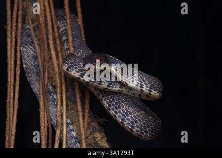 Serpent limace des montagnes (Asthenodipsas vertebralis) ou serpent limace vertébrale Banque D'Images