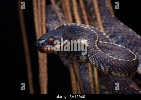 Serpent limace des montagnes (Asthenodipsas vertebralis) ou serpent limace vertébrale Banque D'Images
