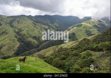 Colombie, district de Quindio, zone de café, Salento, vallée de Cocora, parc national de los Nevados Banque D'Images