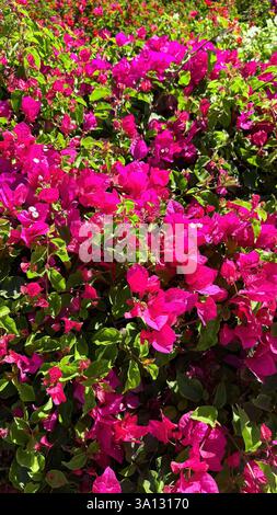 Buisson de bougainvilliers luxuriants avec des fleurs roses éclatantes Banque D'Images