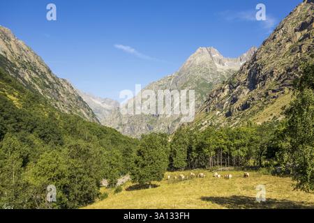France, Isère, Parc National des Ecrins, haute vallée du Vénéon, Saint-Christophe-en-Oisans, troupeau de vaches dans le pré vers le hameau de Bérarde Banque D'Images