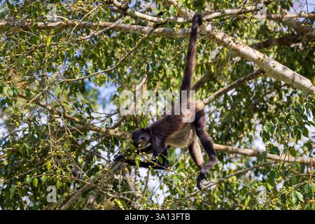 Un singe araignée de Geoffroy à Tikal, Guatemala, Amérique centrale Banque D'Images