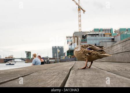 Gros plan d'un canard colvert (Anas platyrhynchos) reposant sur le front de mer près de Søren Kierkegaards Plads à Copenhague Banque D'Images