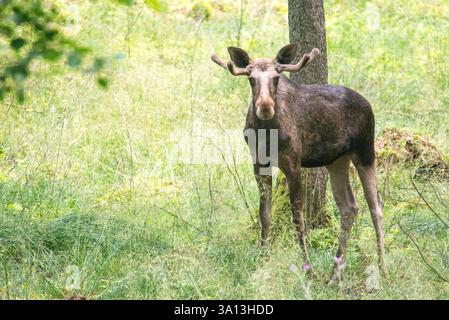 Gros plan d'un jeune wapiti (Alces alces) présentant ses petits bois en développement. L'image capture le stade précoce de la croissance des bois, symbolisant le Banque D'Images