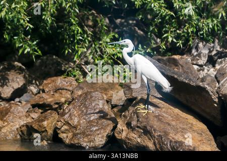 Egret blanc debout dans le delta du Danube en Roumanie. Banque D'Images