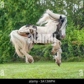 Étalon de cheval Gypsy Vanner mâle énergique dans le champ vert saute dans l'air Banque D'Images