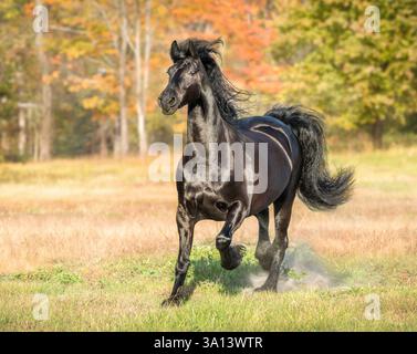 La jument de cheval femelle adulte frisonne court dans le champ d'automne Banque D'Images