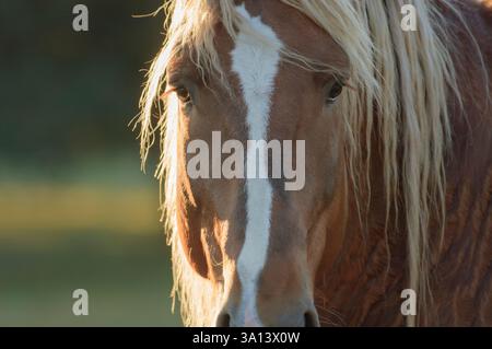 Détail sur le cheval de trait belge mâle adulte sur le terrain Banque D'Images