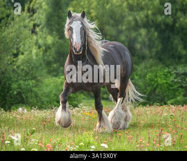 Étalon de cheval Gypsy Vanner mâle adulte court dans le champ de fleurs sauvages Banque D'Images