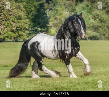 Étalon cheval Gypsy Vanner mâle adulte trot dans le champ d'herbe Banque D'Images