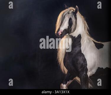 Portrait d'étalon de cheval Gypsy Vanner mâle adulte sur fond noir Banque D'Images