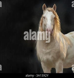 Portrait d'étalon de cheval Gypsy Vanner mâle adulte sur fond noir Banque D'Images