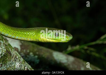 Un mamba vert de l'est adulte mortel (Dendroaspis angusticeps) grimpant à un arbre, à l'état sauvage Banque D'Images