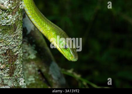 Un mamba vert de l'est adulte mortel (Dendroaspis angusticeps) grimpant à un arbre, à l'état sauvage Banque D'Images