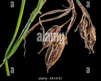 Peuplement fruitier d'un iris indigène des marais (Iris pseudacorus) près de l'étang Banque D'Images