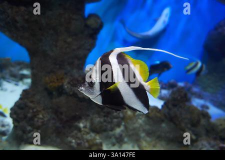 Aquarium poisson de mer Coralfish Pennant ou Bannerfish Longfin (Heniochus acuminatus) nageant dans la mer. Vie sous-marine sur un récif corallien Banque D'Images