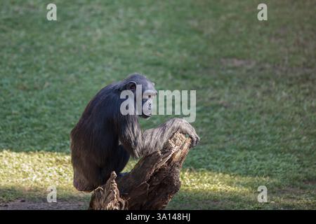 Chimpanzé commun (Pan troglodytes) dans le bioparc Valencia Banque D'Images