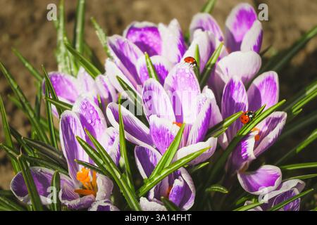 Crocus violets recouverts de rosée avec des coccinelles rampant sur les pétales. Banque D'Images