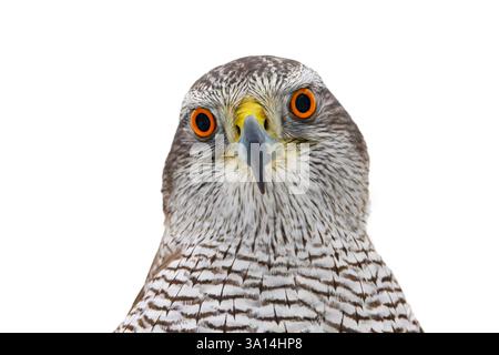 Goshawk eurasien (Astur gentilis / Accipiter gentilis) gros plan d'une jeune femelle sub-adulte sur fond blanc Banque D'Images