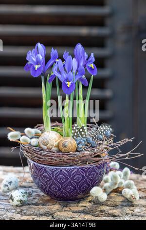 iris réticulé bleu dans un bol en porcelaine Banque D'Images