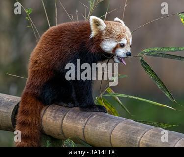 Le panda rouge Banque D'Images